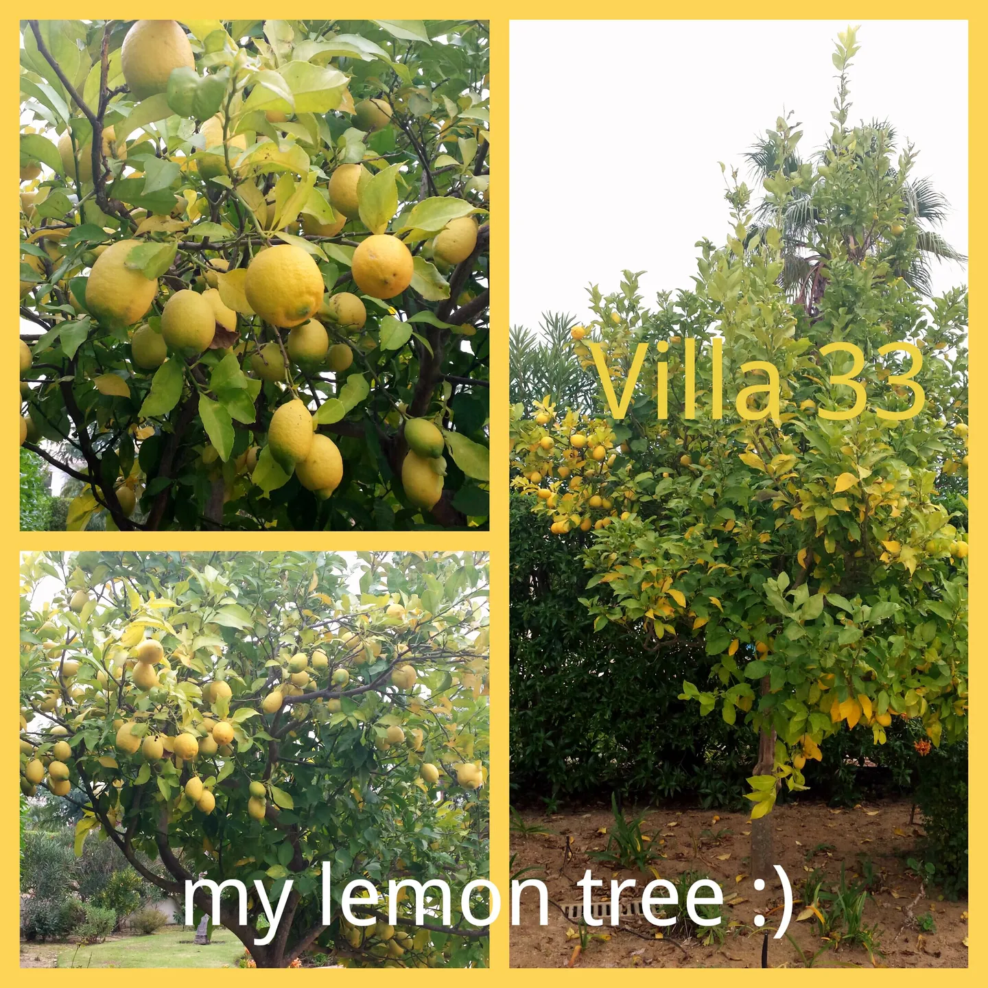My lemon tree :)