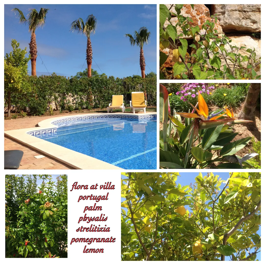 Flora and fauna around the pool